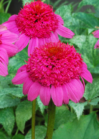 Echinacea 'Gum Drop'